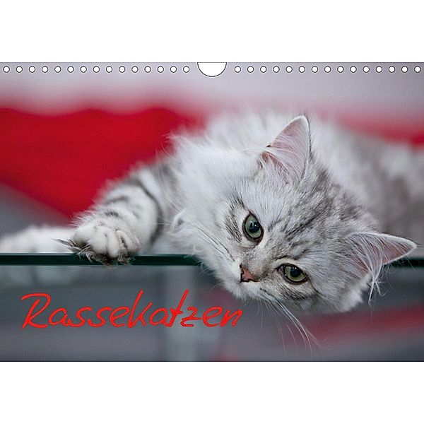 Rassekatzen (CH - Version) (Wandkalender 2020 DIN A4 quer), Melanie Viola