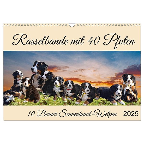 Rasselbande mit 40 Pfoten (Wandkalender 2025 DIN A3 quer), CALVENDO Monatskalender, Calvendo, Claudia Kleemann