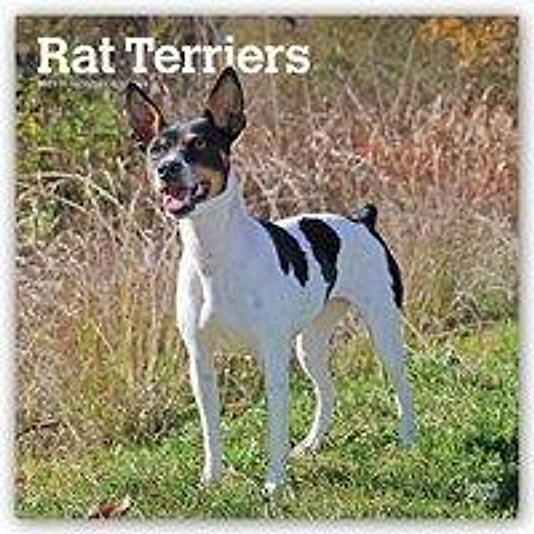 Rat Terriers - Rat Terrier 2021 - 16-Monatskalender mit freier DogDays-App, Rat Terriers 2021