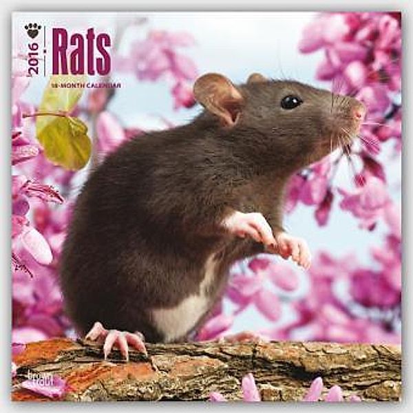 Rats 2016