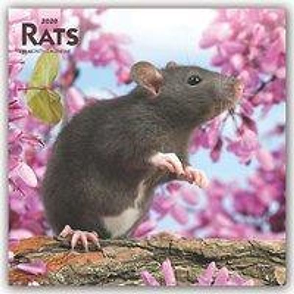 Rats - Ratten 2020 - 16-Monatskalender, BrownTrout Publisher