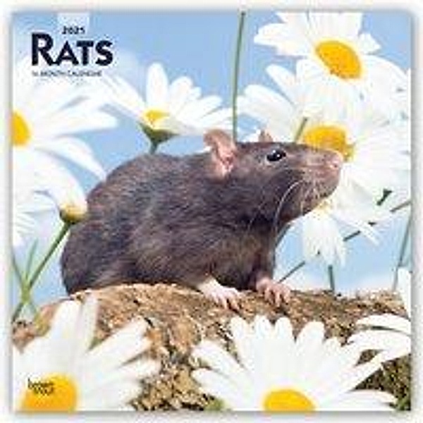 Rats - Ratten 2021 - 16-Monatskalender, BrownTrout Publisher