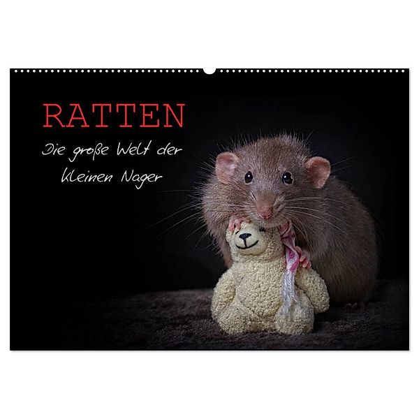 Ratten. Die grosse Welt der kleinen Nager (Wandkalender 2024 DIN A2 quer), CALVENDO Monatskalender, Thorsten Nilson