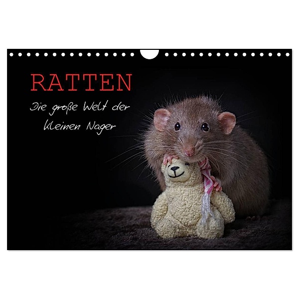 Ratten. Die grosse Welt der kleinen Nager (Wandkalender 2024 DIN A4 quer), CALVENDO Monatskalender, Thorsten Nilson