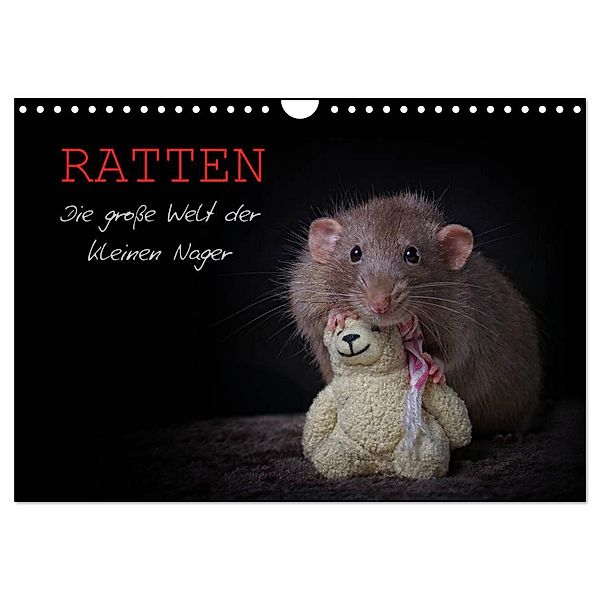 Ratten. Die große Welt der kleinen Nager (Wandkalender 2024 DIN A4 quer), CALVENDO Monatskalender, Thorsten Nilson