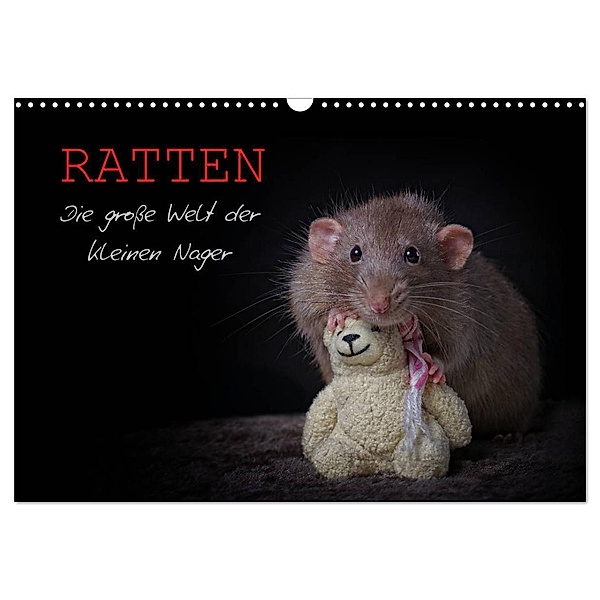 Ratten. Die grosse Welt der kleinen Nager (Wandkalender 2024 DIN A3 quer), CALVENDO Monatskalender, Thorsten Nilson
