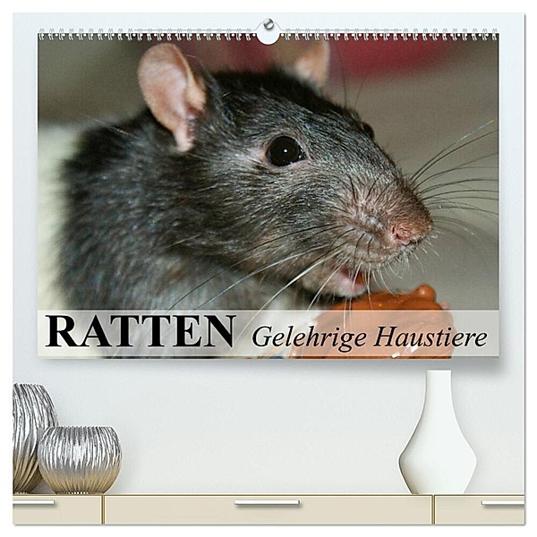 Ratten - Gelehrige Haustiere (hochwertiger Premium Wandkalender 2024 DIN A2 quer), Kunstdruck in Hochglanz, Elisabeth Stanzer