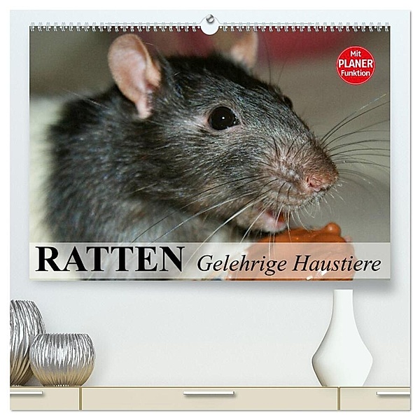 Ratten. Gelehrige Haustiere (hochwertiger Premium Wandkalender 2024 DIN A2 quer), Kunstdruck in Hochglanz, Elisabeth Stanzer