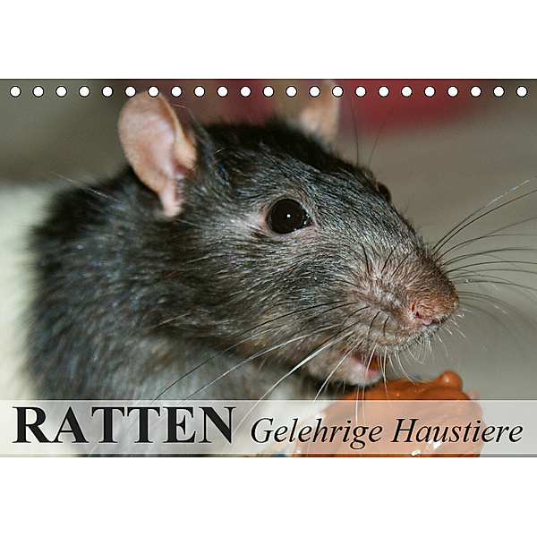 Ratten - Gelehrige Haustiere (Tischkalender 2019 DIN A5 quer), Elisabeth Stanzer