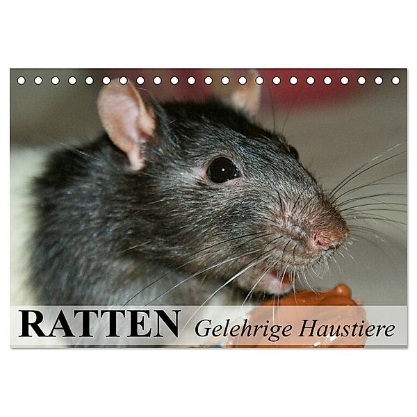 Ratten - Gelehrige Haustiere (Tischkalender 2024 DIN A5 quer), CALVENDO Monatskalender, Elisabeth Stanzer