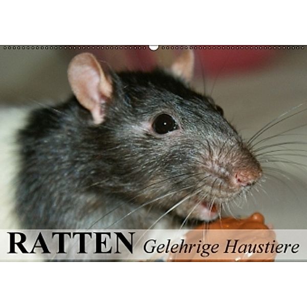 Ratten - Gelehrige Haustiere (Wandkalender 2016 DIN A2 quer), Elisabeth Stanzer