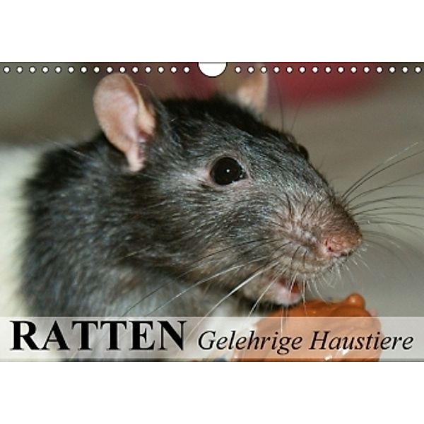 Ratten - Gelehrige Haustiere (Wandkalender 2016 DIN A4 quer), Elisabeth Stanzer