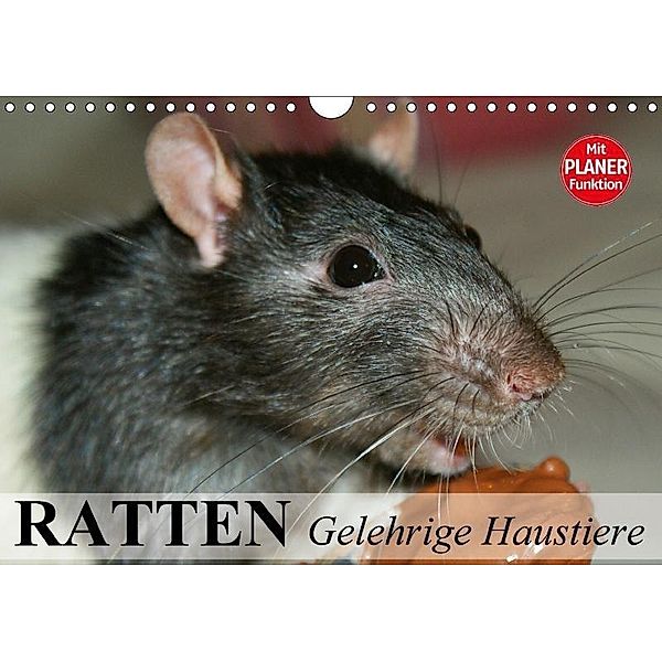Ratten. Gelehrige Haustiere (Wandkalender 2017 DIN A4 quer), Elisabeth Stanzer