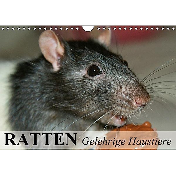 Ratten - Gelehrige Haustiere (Wandkalender 2017 DIN A4 quer), Elisabeth Stanzer