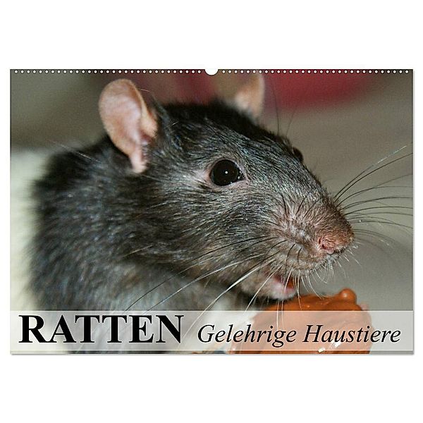 Ratten - Gelehrige Haustiere (Wandkalender 2024 DIN A2 quer), CALVENDO Monatskalender, Elisabeth Stanzer