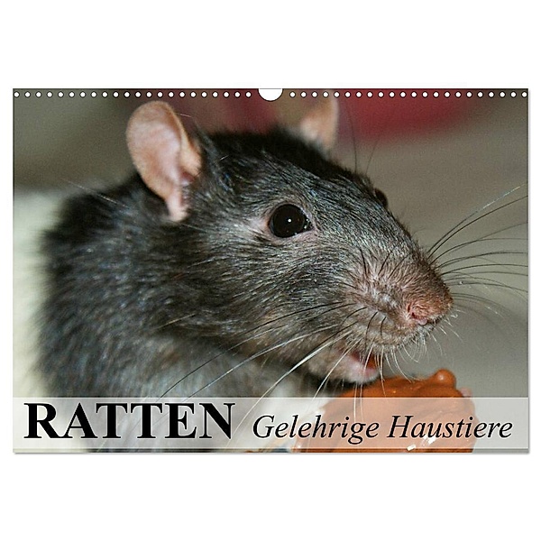 Ratten - Gelehrige Haustiere (Wandkalender 2024 DIN A3 quer), CALVENDO Monatskalender, Elisabeth Stanzer