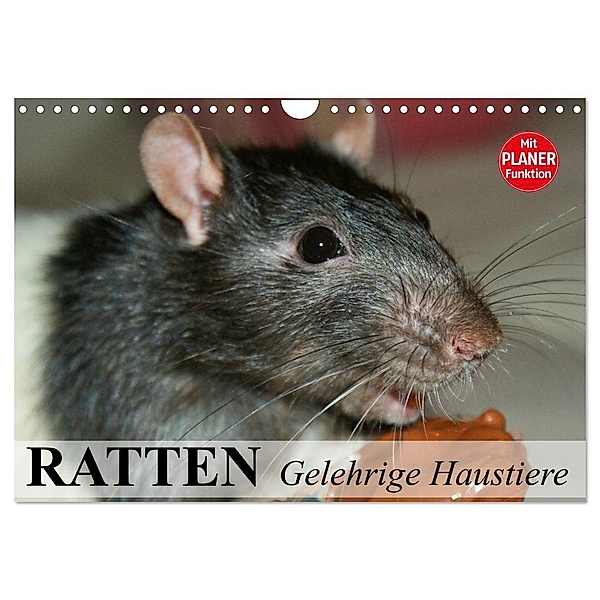 Ratten. Gelehrige Haustiere (Wandkalender 2024 DIN A4 quer), CALVENDO Monatskalender, Elisabeth Stanzer