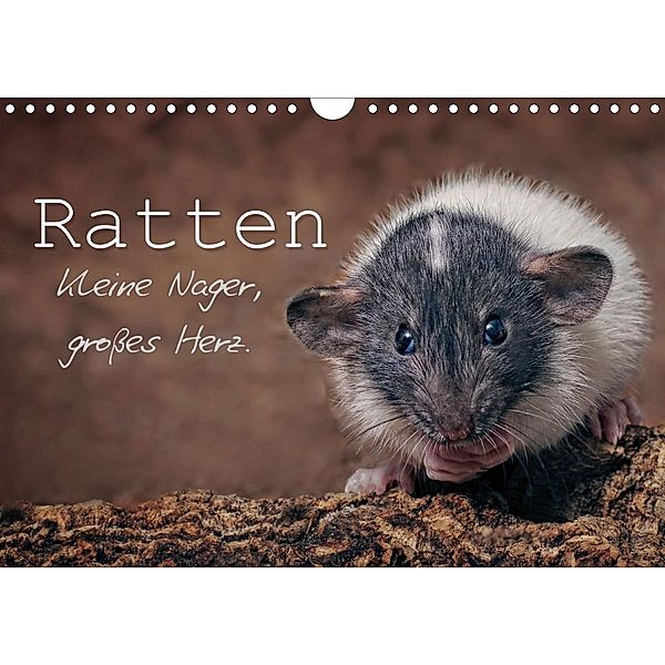 Ratten. Kleine Nager, großes Herz. (Wandkalender 2020 DIN A4 quer), Thorsten Nilson