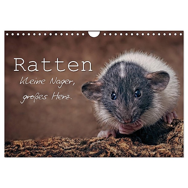 Ratten. Kleine Nager, grosses Herz. (Wandkalender 2024 DIN A4 quer), CALVENDO Monatskalender, Thorsten Nilson