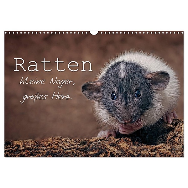Ratten. Kleine Nager, großes Herz. (Wandkalender 2025 DIN A3 quer), CALVENDO Monatskalender, Calvendo, Thorsten Nilson