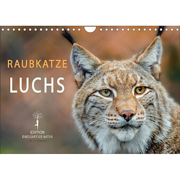 Raubkatze Luchs (Wandkalender 2022 DIN A4 quer), Peter Roder