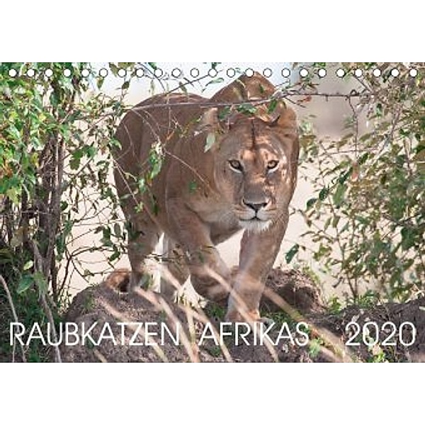 Raubkatzen Afrikas (Tischkalender 2020 DIN A5 quer), Andreas Lippmann