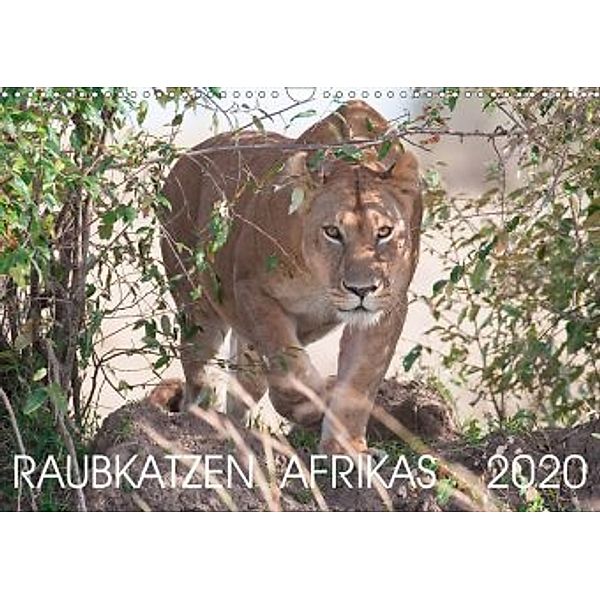 Raubkatzen Afrikas (Wandkalender 2020 DIN A3 quer), Andreas Lippmann