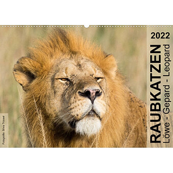 Raubkatzen - Löwe, Gepard, Leopard (Wandkalender 2022 DIN A2 quer), Silvia Trüssel