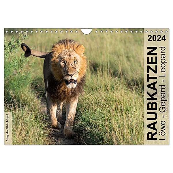 Raubkatzen - Löwe, Gepard, Leopard (Wandkalender 2024 DIN A4 quer), CALVENDO Monatskalender, Silvia Trüssel