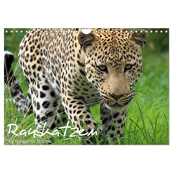 Raubkatzen (Wandkalender 2025 DIN A4 quer), CALVENDO Monatskalender, Calvendo, Benjamin Nocke