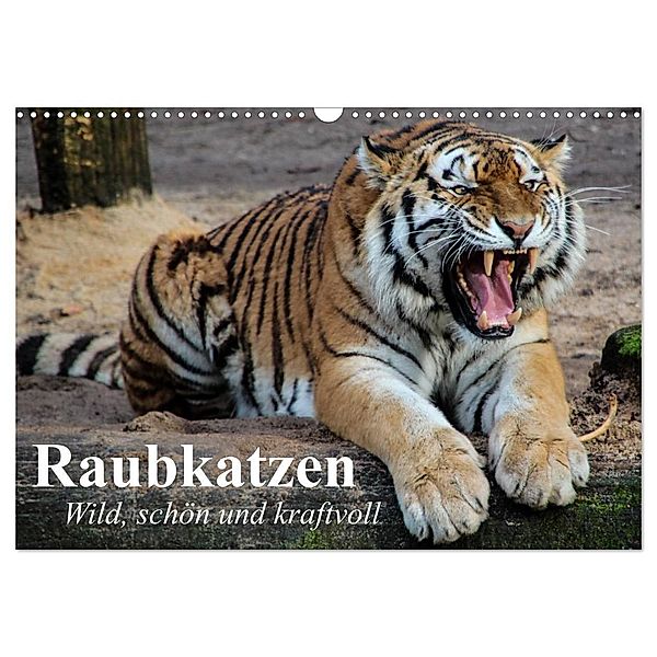 Raubkatzen. Wild, schön und kraftvoll (Wandkalender 2024 DIN A3 quer), CALVENDO Monatskalender, Elisabeth Stanzer