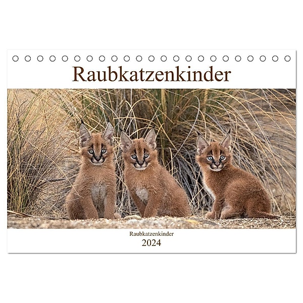Raubkatzenkinder (Tischkalender 2024 DIN A5 quer), CALVENDO Monatskalender, Marion Vollborn