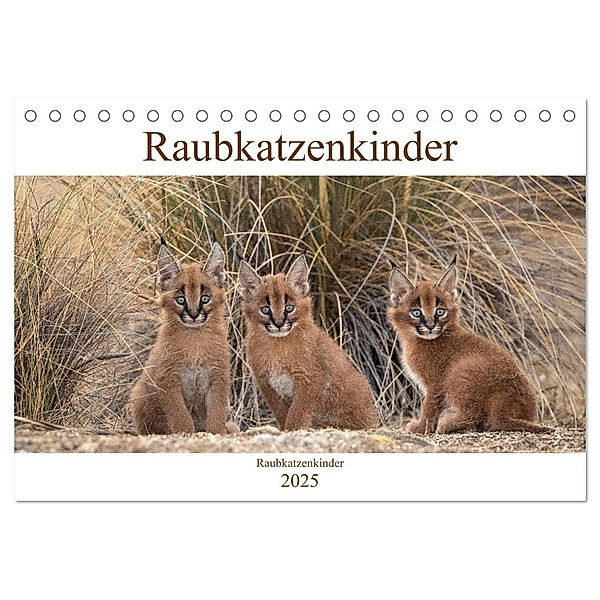 Raubkatzenkinder (Tischkalender 2025 DIN A5 quer), CALVENDO Monatskalender, Calvendo, Marion Vollborn