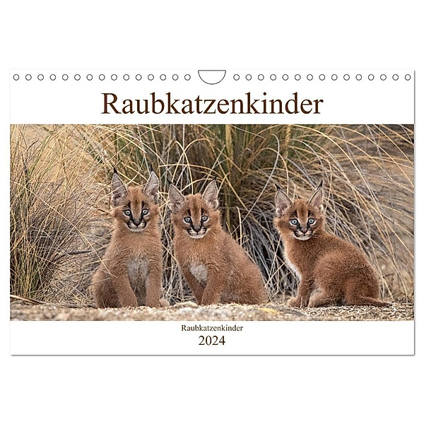 Raubkatzenkinder (Wandkalender 2024 DIN A4 quer), CALVENDO Monatskalender, Marion Vollborn
