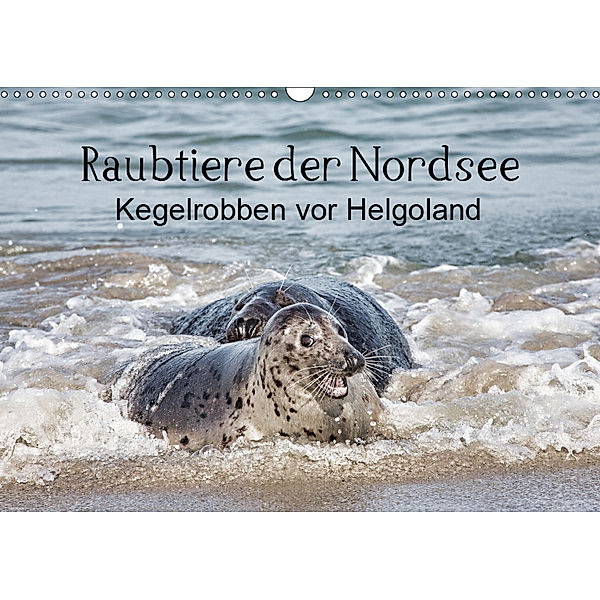 Raubtier der Nordsee - Kegelrobben vor Helgoland (Wandkalender 2019 DIN A3 quer), Udo Quentin