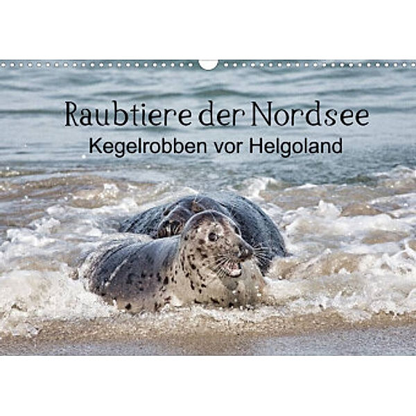 Raubtier der Nordsee - Kegelrobben vor Helgoland (Wandkalender 2022 DIN A3 quer), Udo Quentin