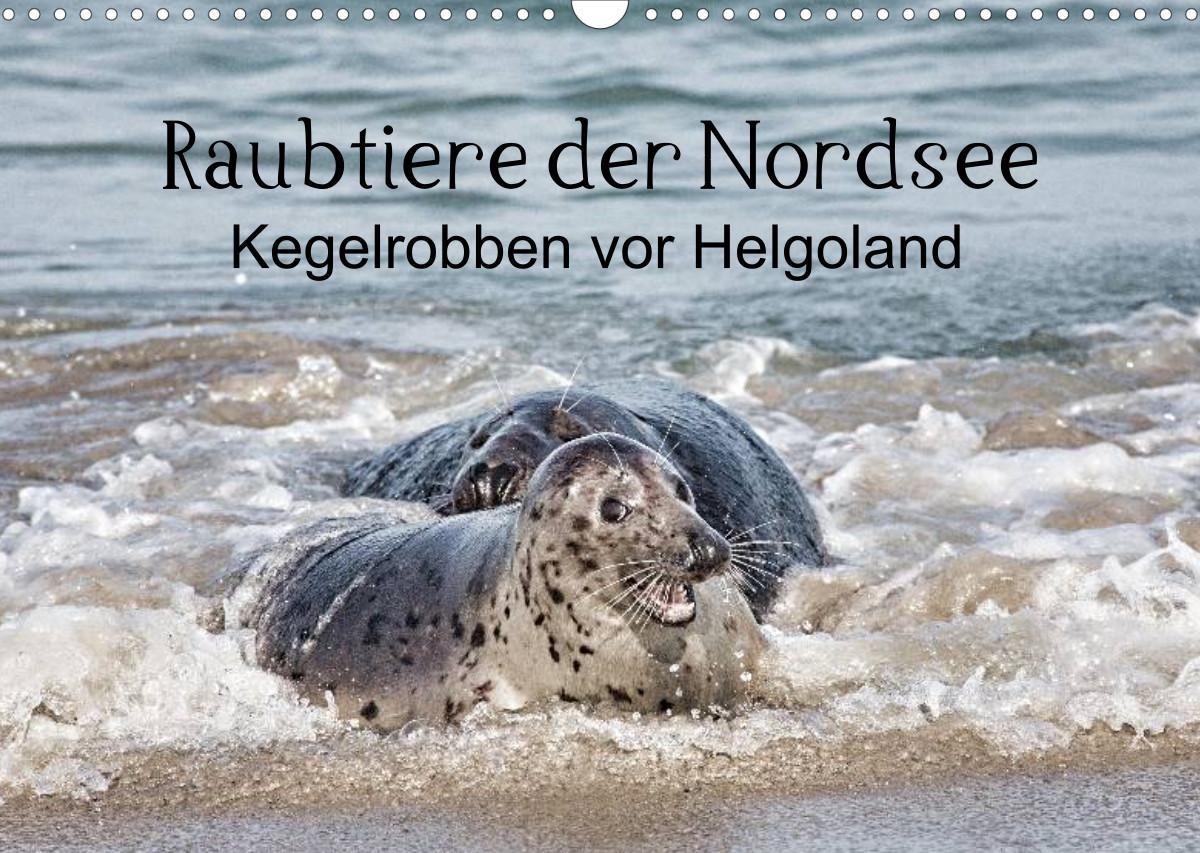 Raubtier der Nordsee - Kegelrobben vor Helgoland (Wandkalender 2023 DIN A3 quer)