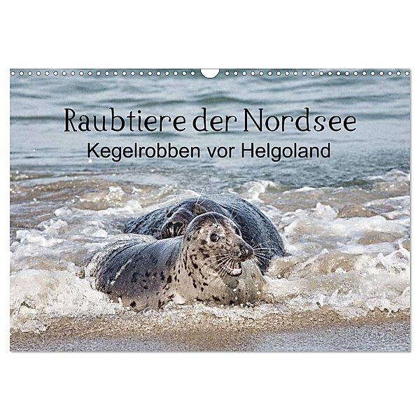 Raubtier der Nordsee - Kegelrobben vor Helgoland (Wandkalender 2024 DIN A3 quer), CALVENDO Monatskalender, Udo Quentin