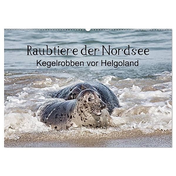 Raubtier der Nordsee - Kegelrobben vor Helgoland (Wandkalender 2024 DIN A2 quer), CALVENDO Monatskalender, Udo Quentin
