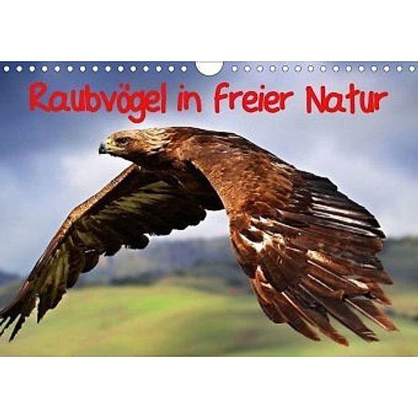 Raubvögel in freier Natur (Wandkalender 2020 DIN A4 quer)