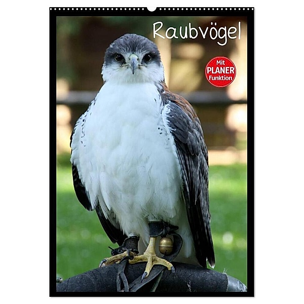 Raubvögel (Wandkalender 2024 DIN A2 hoch), CALVENDO Monatskalender, Arno Klatt