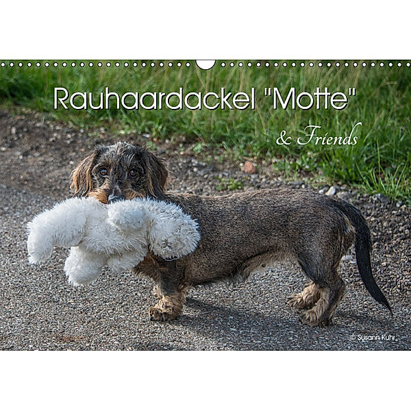 Rauhaardackel Motte & Friends (Wandkalender 2019 DIN A3 quer), Susann Kuhr