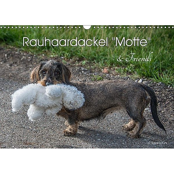 Rauhaardackel Motte & Friends (Wandkalender 2021 DIN A3 quer), Susann Kuhr