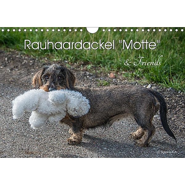 Rauhaardackel Motte & Friends (Wandkalender 2021 DIN A4 quer), Susann Kuhr