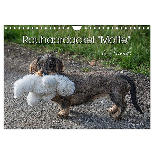 Rauhaardackel Motte & Friends (Wandkalender 2025 DIN A4 quer), CALVENDO Monatskalender, Calvendo, Susann Kuhr