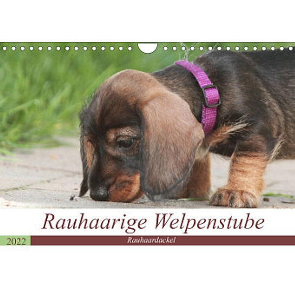 Rauhaarige Welpenstube (Wandkalender 2022 DIN A4 quer), Barbara Mielewczyk