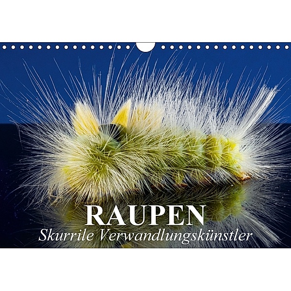 Raupen - Skurrile Verwandlungskünstler (Wandkalender 2018 DIN A4 quer), Elisabeth Stanzer