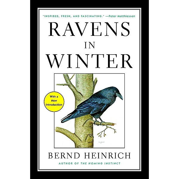 Ravens in Winter, Bernd Heinrich