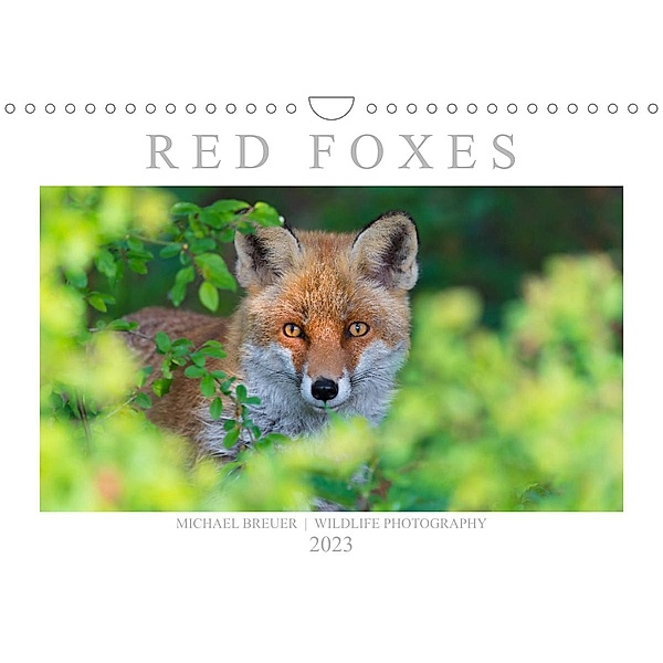 Red Foxes 2023 (Wall Calendar 2023 DIN A4 Landscape), Christina Krutz