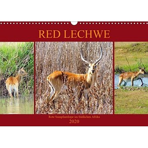 RED LECHWE Rote Sumpfantilope im Südlichen Afrika (Wandkalender 2020 DIN A3 quer), Barbara Fraatz